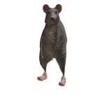 carocow11